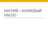 Натрий – Калиевый насос
