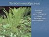 Папоротникообразные. 6 класс