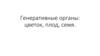 Генеративные органы: цветок, плод, семя