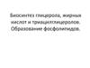 Биосинтез глицерола, жирных кислот и триацилглицеролов. Образование фосфолипидов. Тема 9