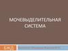 Мочевыделительная система
