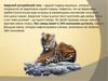 Амурский (уссурийский) тигр