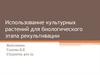 Использование культурных растений для биологического этапа рекультивации