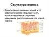 Структура, строение, функции  волоса
