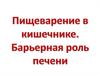 Пищеварение в кишечнике. Барьерная роль печени