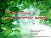 Клетка, как живая единица растительного организма