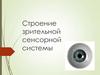 Строение зрительной сенсорной системы
