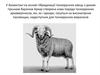 У Казахстані на основі гібридизації тонкорунних овець з диким гірським бараном Архар створена нова порода тонкорунних