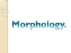 Morphology