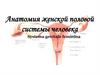 Анатомия женской половой системы человека