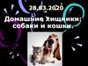 Домашние хищники: собаки и кошки
