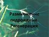 Размножение гидроидных. Регенерация
