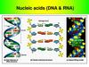 Nucleic acids (DNA & RNA)