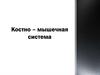 Костно - мышечная система