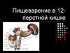 Пищеварение в 12-перстной кишке