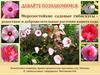 Морозостойкие садовые гибискусы – радостные и доброжелательные растения нашего сада