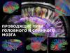 Проводящие пути головного и спинного мозга