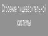 Строение пищеварительной системы