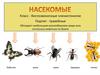 Разнообразие насекомых на земле