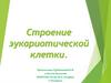 Строение эукариотической клетки