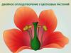 Двойное оплодотворение у цветковых растений