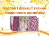 Будова і функції тканин тваринного організму