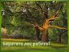 Берегите лес