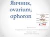 Яичник, ovarium, ophoron