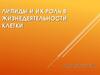 Липиды и их роль в жизнедеятельности клетки