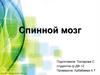 Спинной мозг