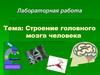 Строение головного мозга человека