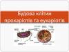 Будова клітин прокаріотів та еукаріотів