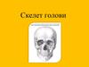 Скелет голови