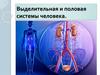 Выделение. Половая система