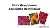 Класс Двудольные. Семейство Паслёновые