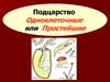 Подцарство Одноклеточные или Простейшие