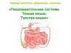 Пищеварительная система.Тонкая и толстая кишка