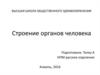 Строение органов человека