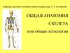 Общая анатомия скелета или общая остеология