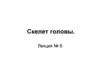 Скелет головы. Лекция № 6