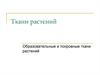 Ткани растений. Образовательные и покровные ткани растений