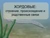 Хордовые: строение, происхождение и родственные связи