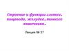 Строение и функции глотки, пищевода, желудка, тонкого кишечника. Лекция № 37