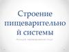 Строение пищеварительной системы