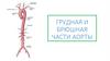 Грудная и брюшная части аорты