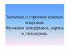 Значение и строение кожных покровов. Функции эпидермиса, дермы и гиподермы