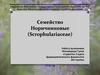 Семейство Норичниковые (Scrophulariaceae)
