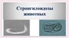 Стронгилоидозы животных