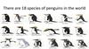 There are 18 species of penguins in the world