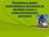 Жизненные циклы голосеменных растений на примере сосны и покрытосеменных растений